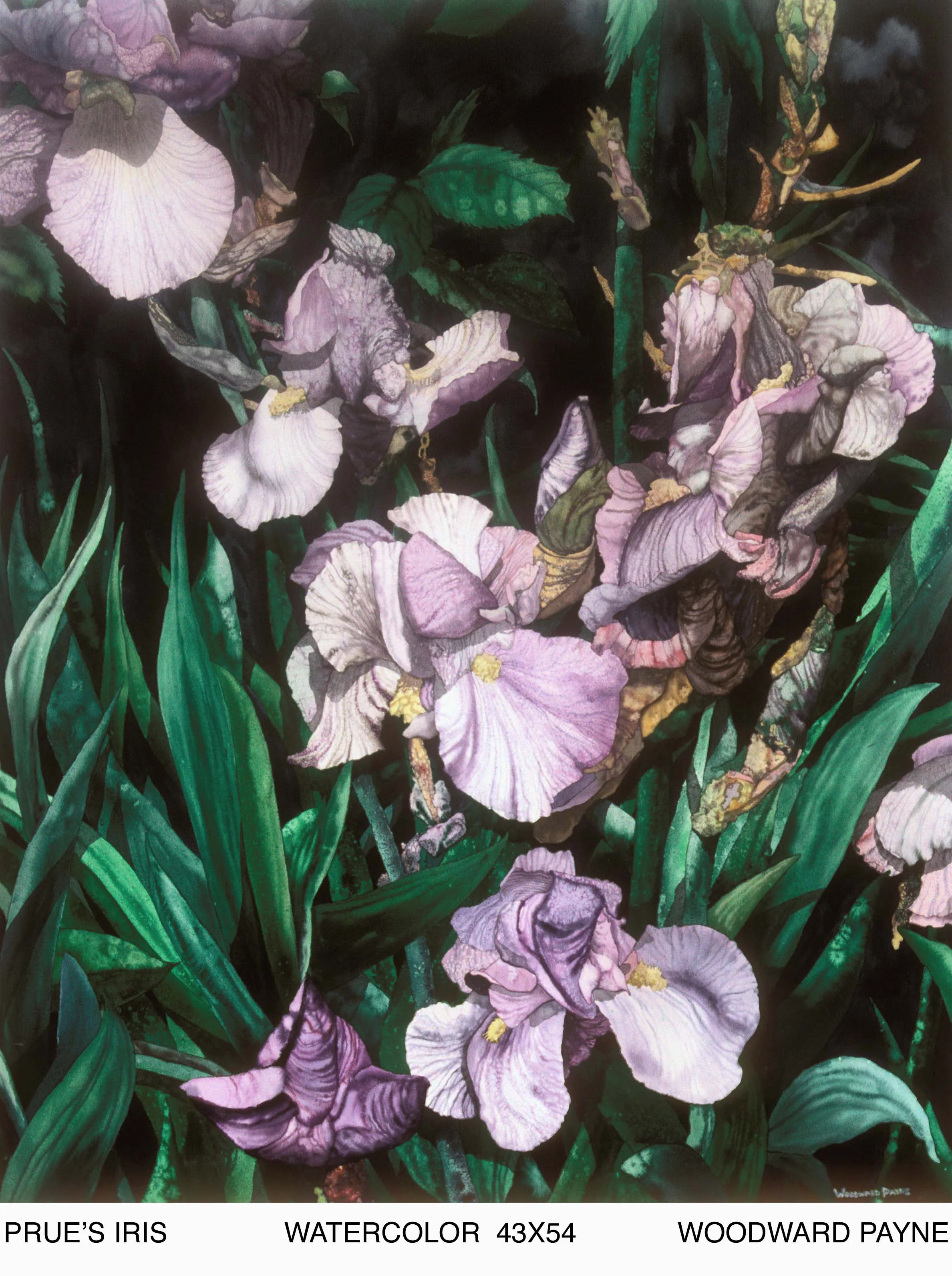 PRUE'S IRIS 54X43 WC copy.jpg
