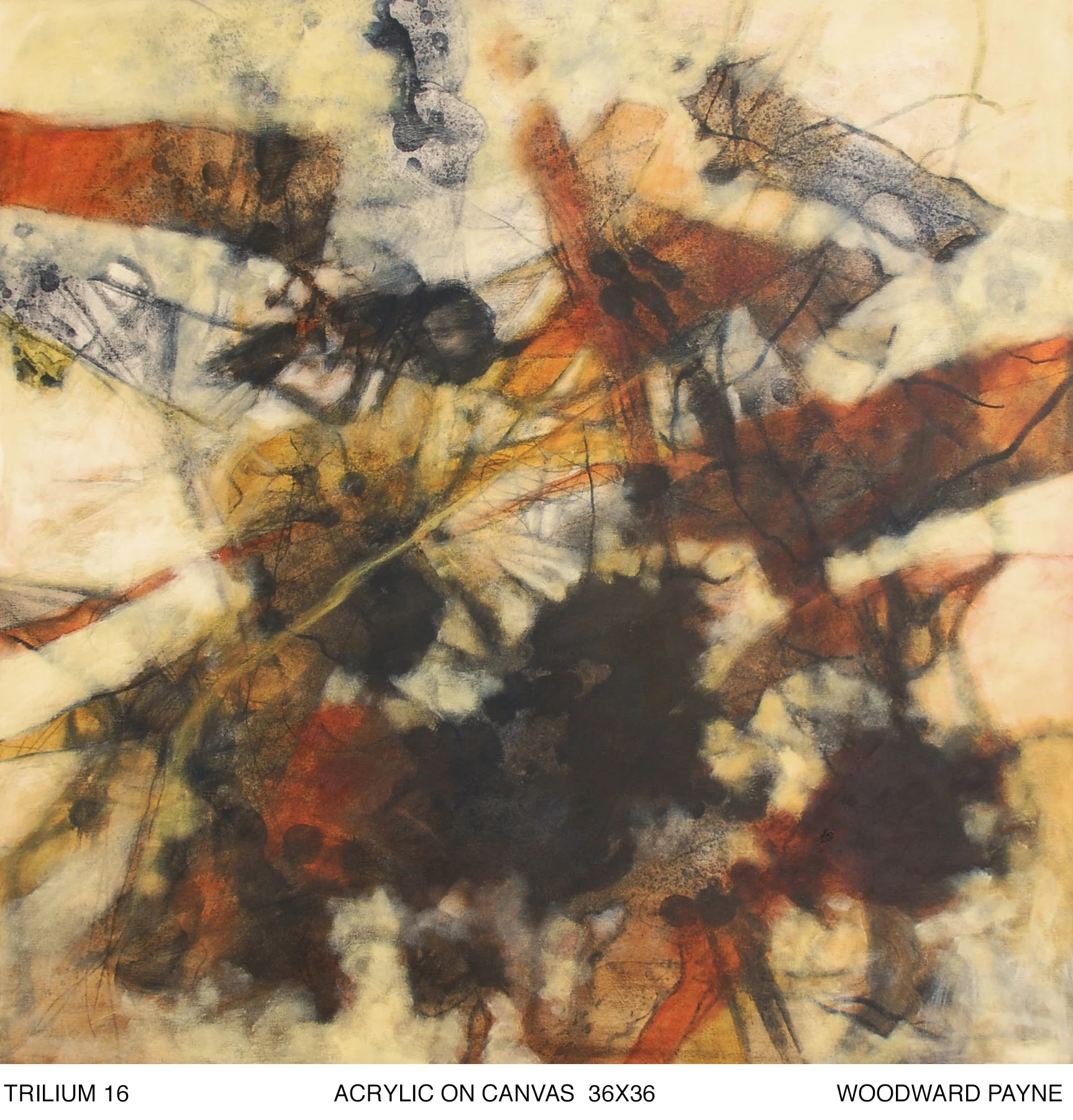 TRILIUM 16, 36X36 acrylic on canvas.jpg