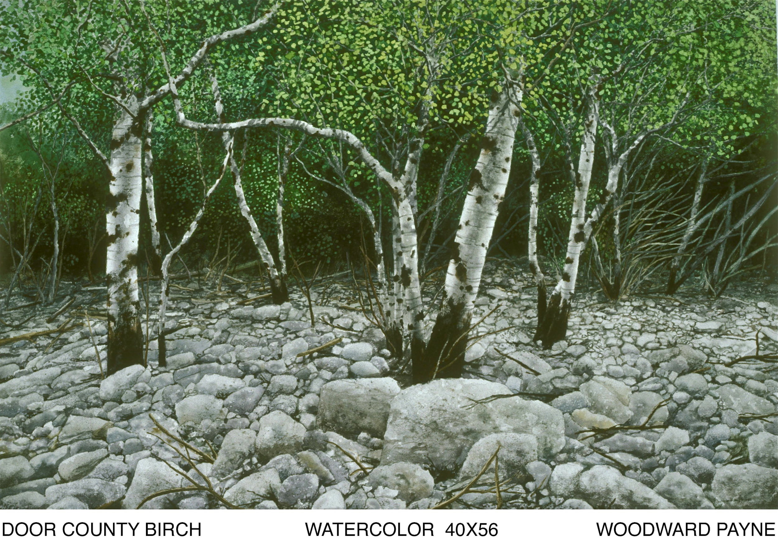 DOOR COUNTY BIRCH II 40X60watercolor.jpg