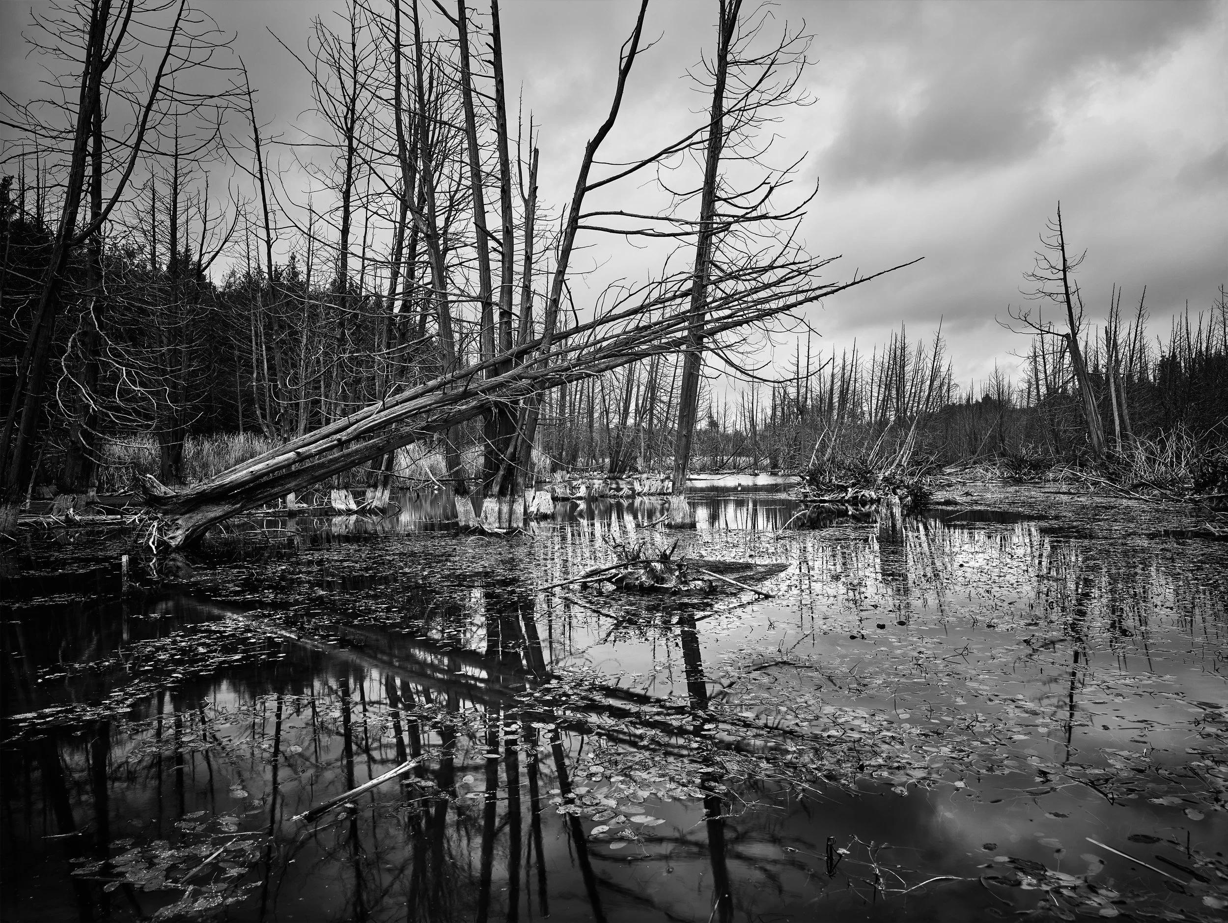 DeadwoodLake1final.jpg