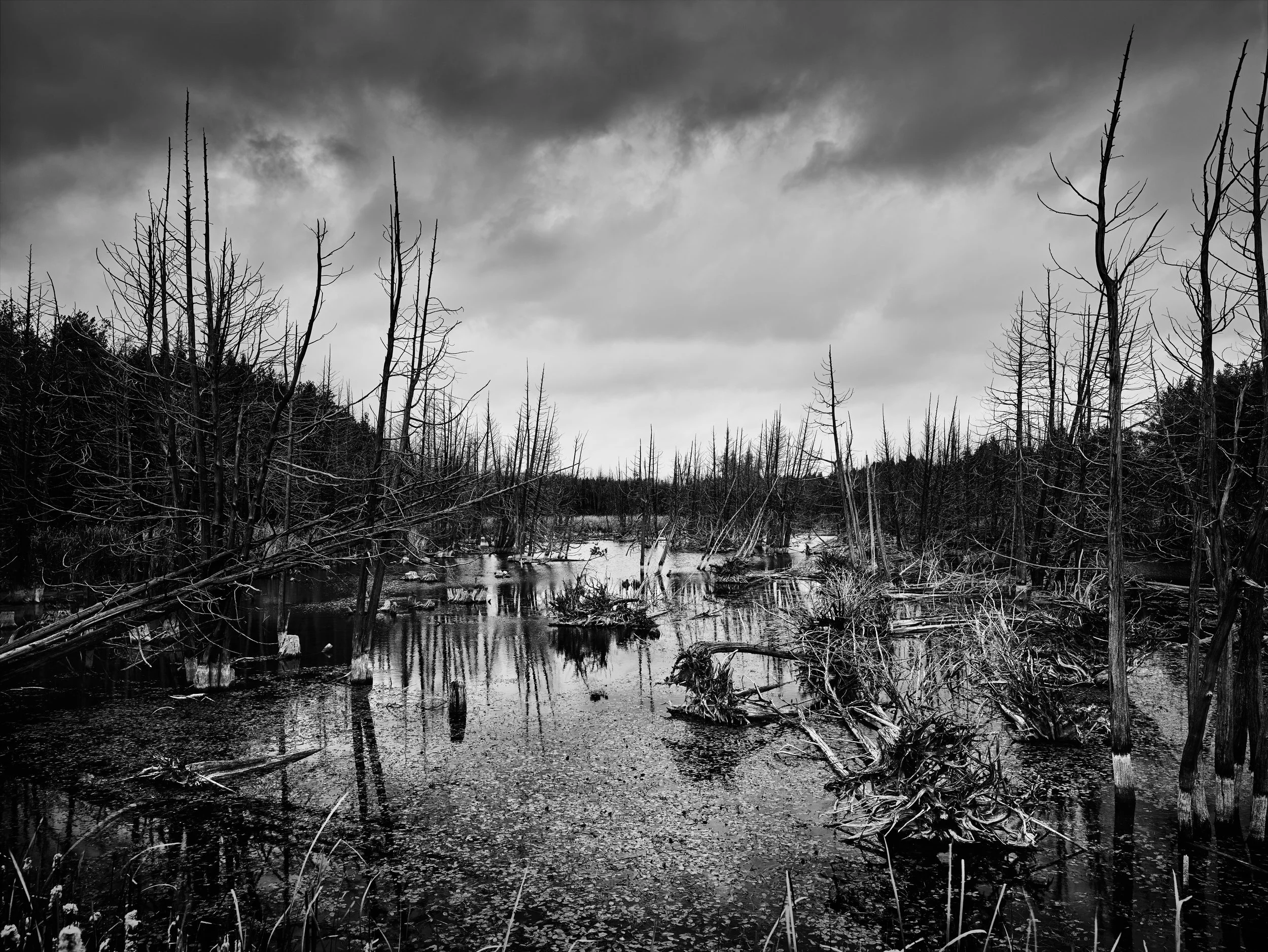 DeadWoodLake3final.jpg