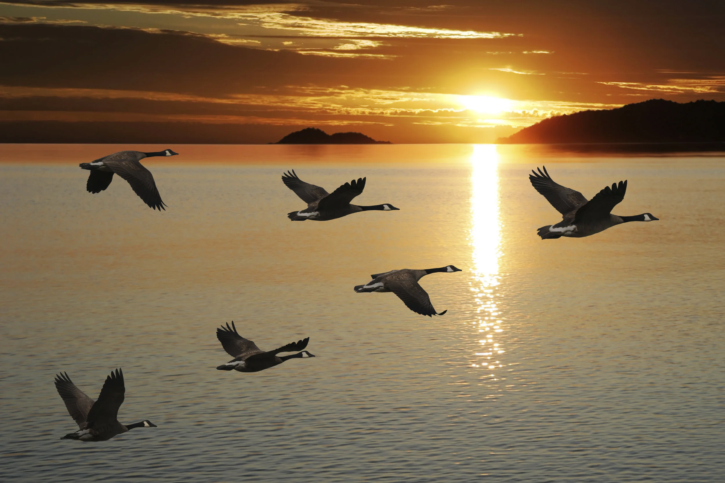 Migrating canada geese.jpg
