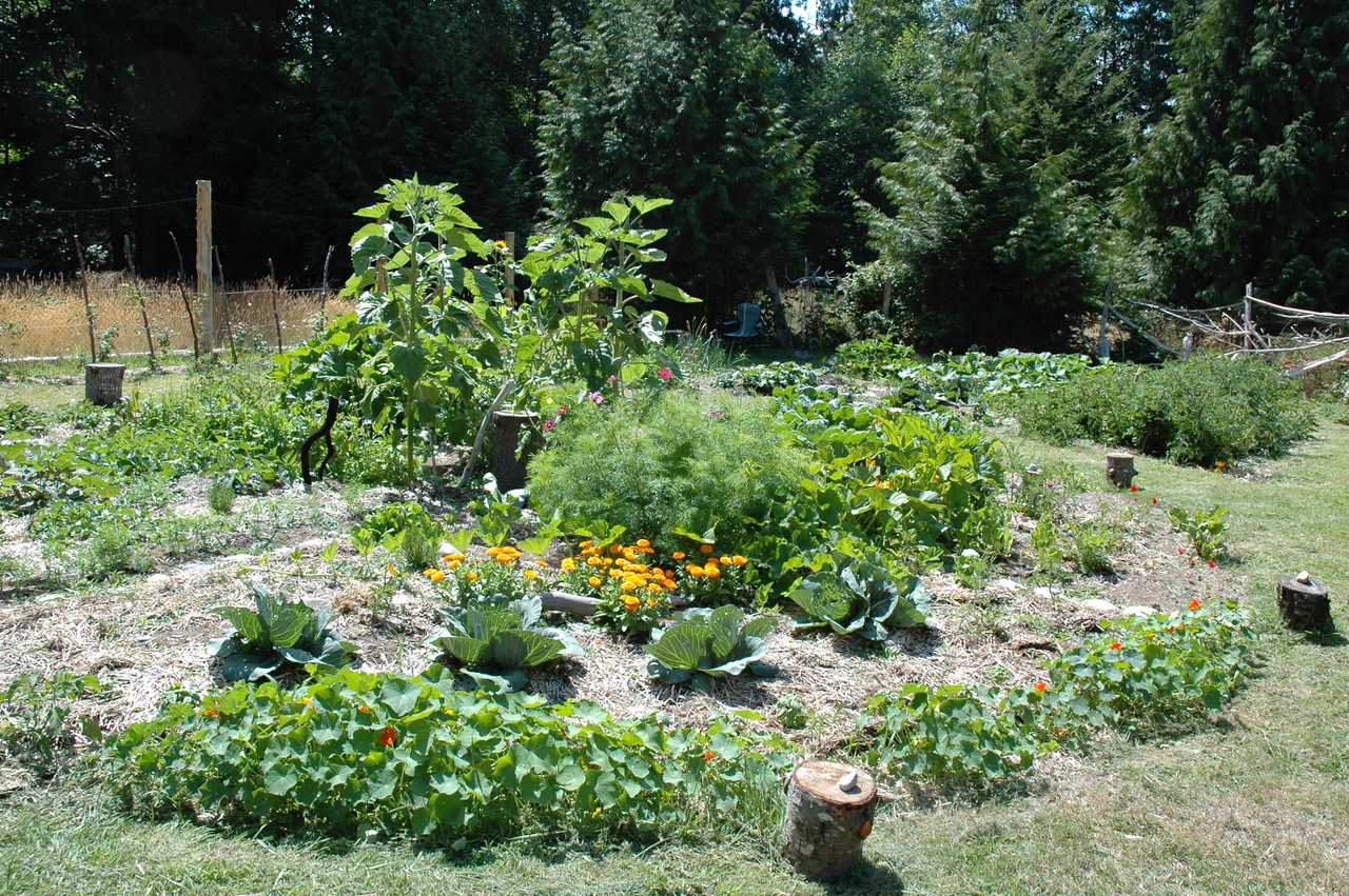 Garden 6.jpg