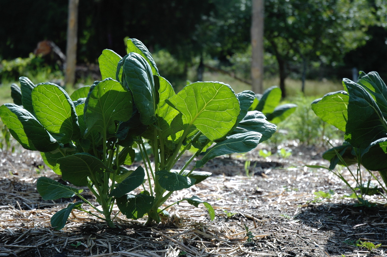 Garden-13.jpg