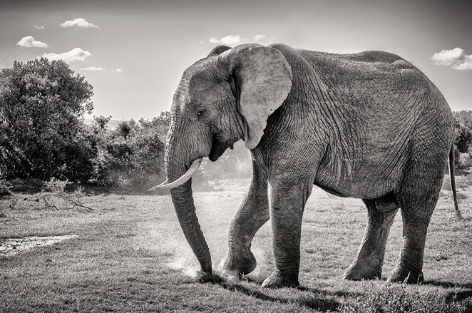 Elephant in Addo Elephant Park