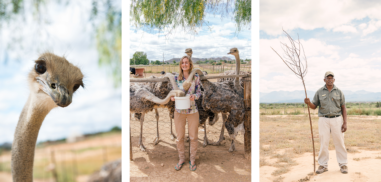 Highgate Ostrich Farm