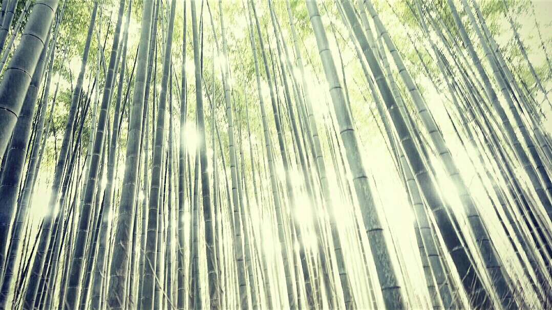 bamboo forest near Kyoto