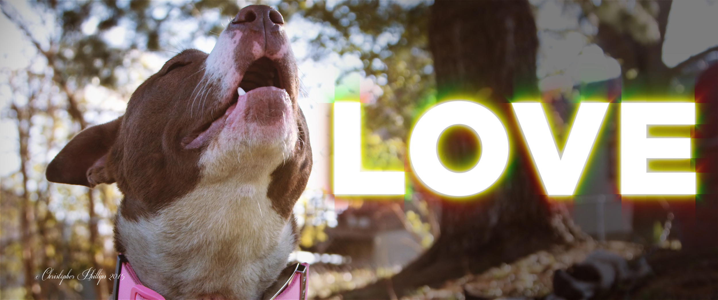 Pitbull love.jpg