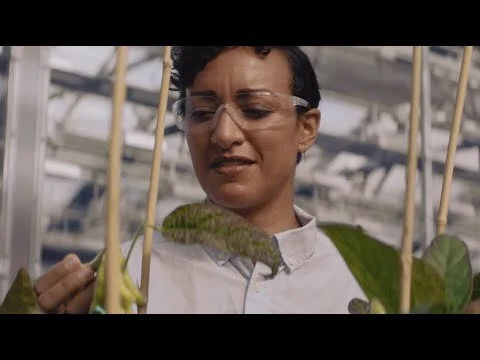 One More / Asgrow Soybeans