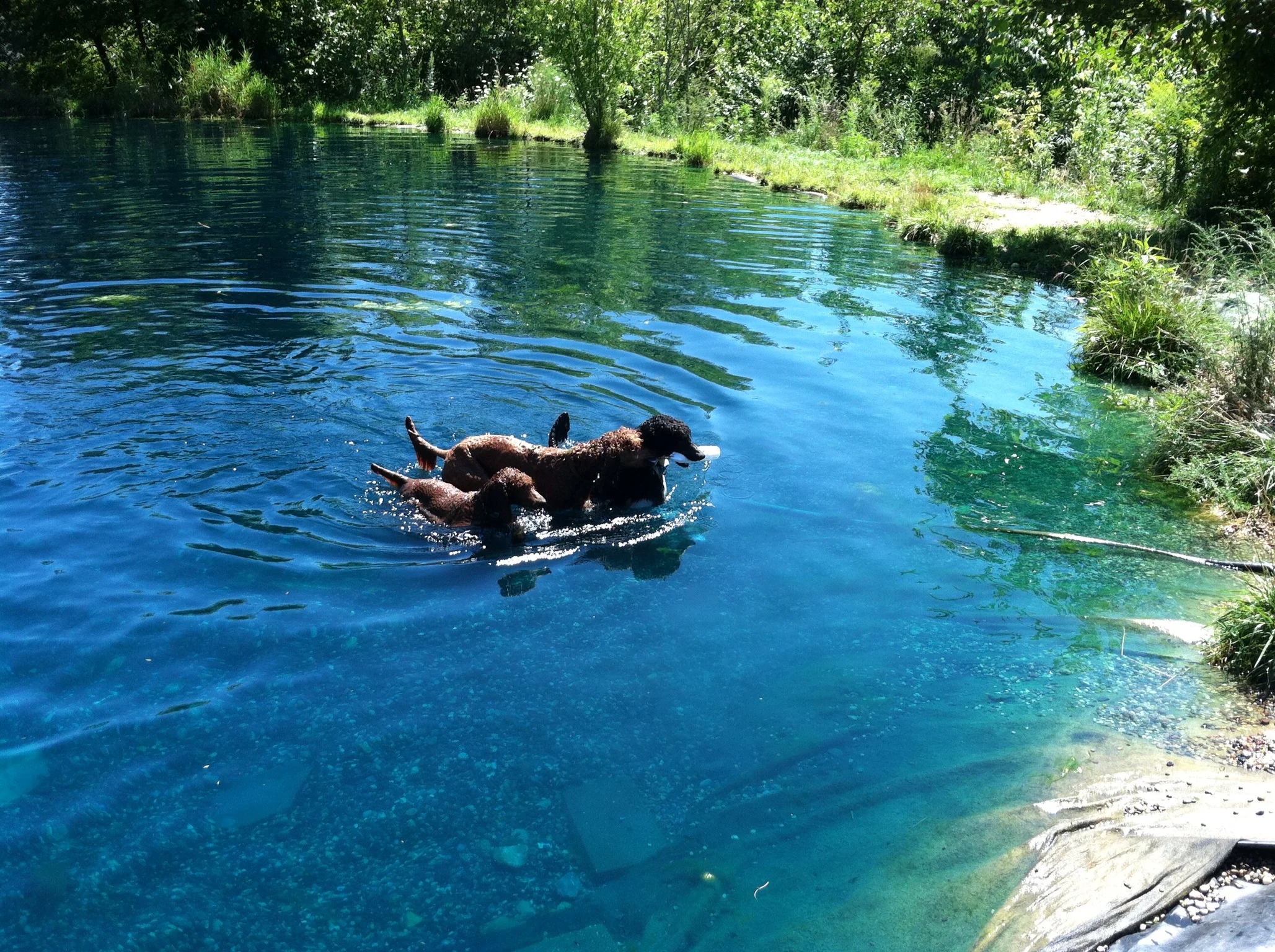 Did you know that Poodles have webbed feet for swimming! That's a fact, the breed was designed to retrieve water fowl!
