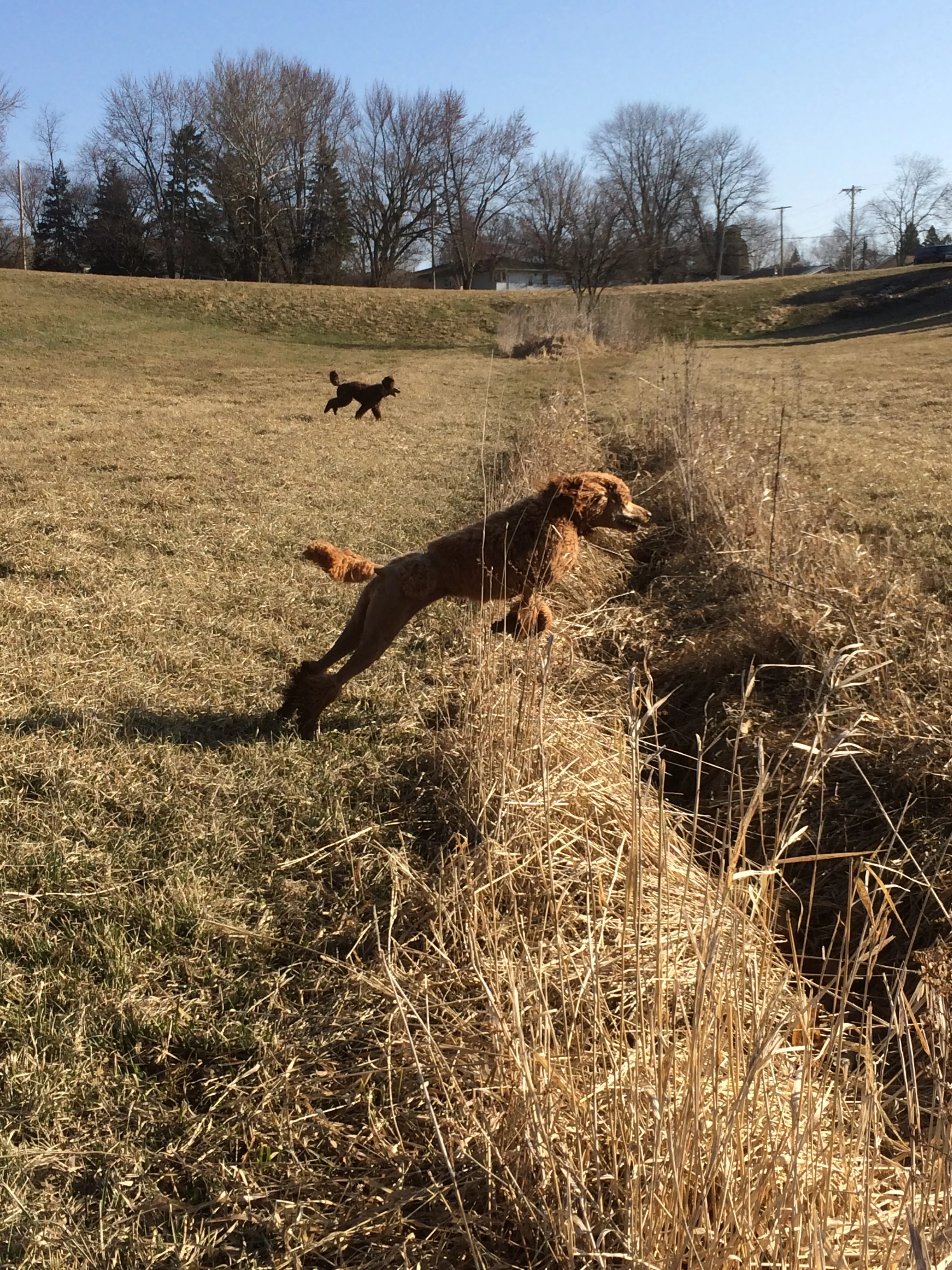 Sienna Leaping for Spring!