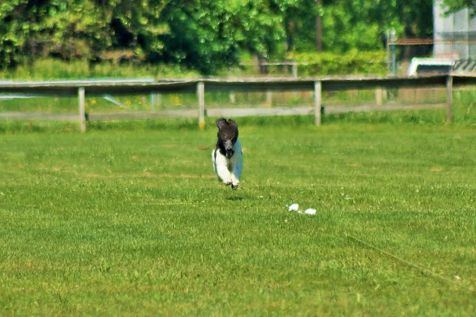 Indigo Lure Coursing