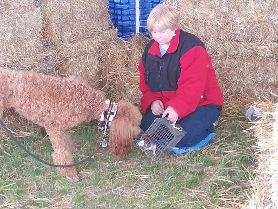 Sienna is learning Barn Hunt.