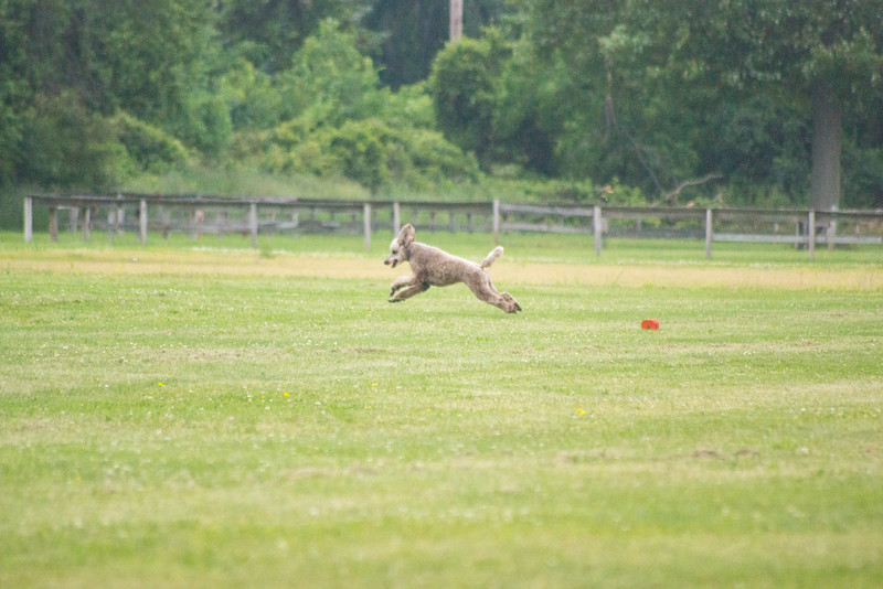 Roux lure coursing.jpg