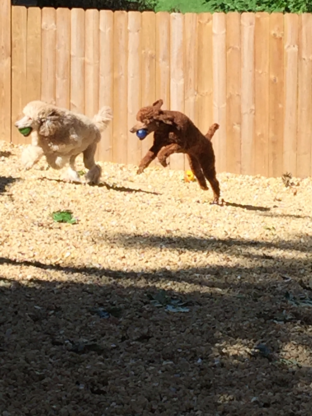 Lola and Libby love to play ball!
