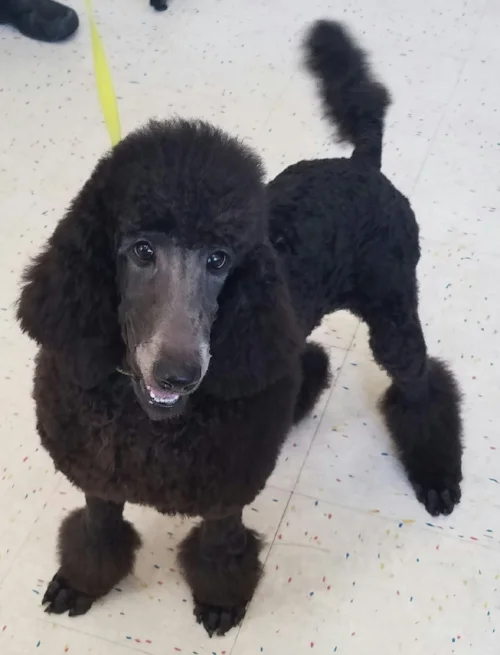 "Louie" belongs to Terri Lavender