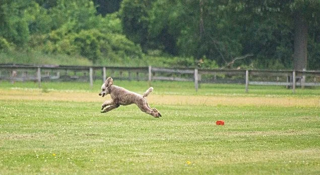 Roux Lure Coursing!