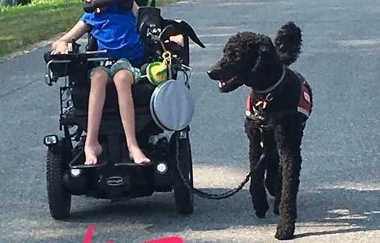 Ziggy (Luna x Roux) Assistance Dog trained through PAD