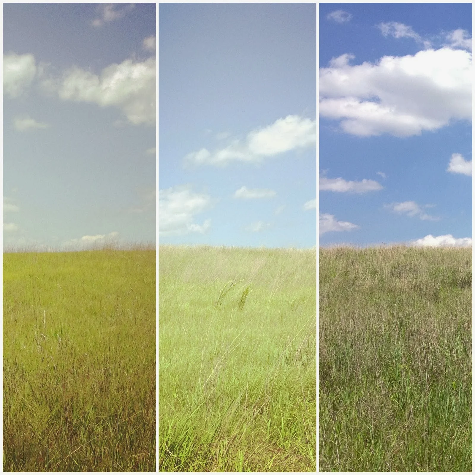 The many prairies of Crow-Hassan Park Reserve 