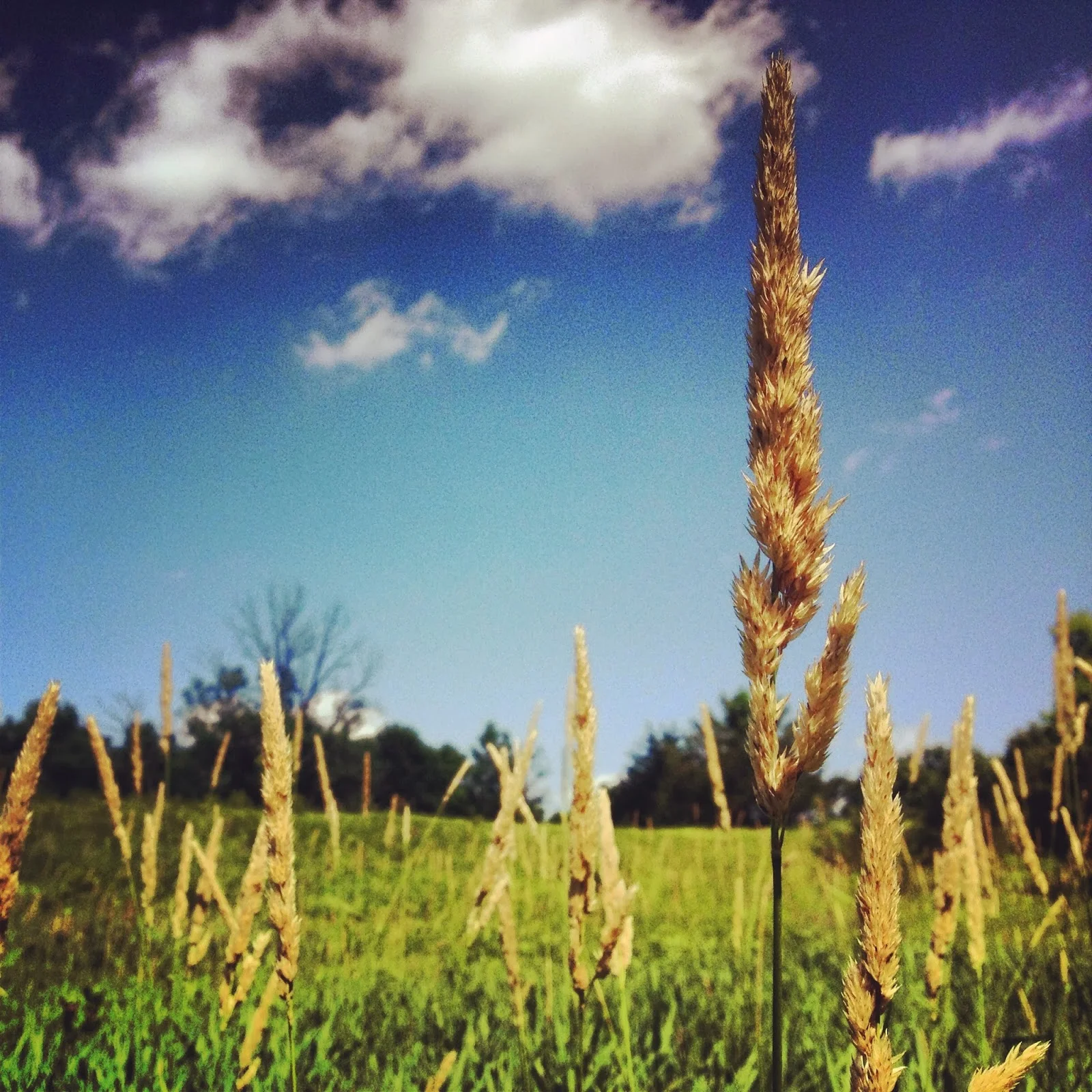Grasses towering high at Crow-Hassan in Rogers, MN 