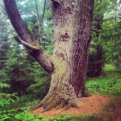 Schoolcraft State Park