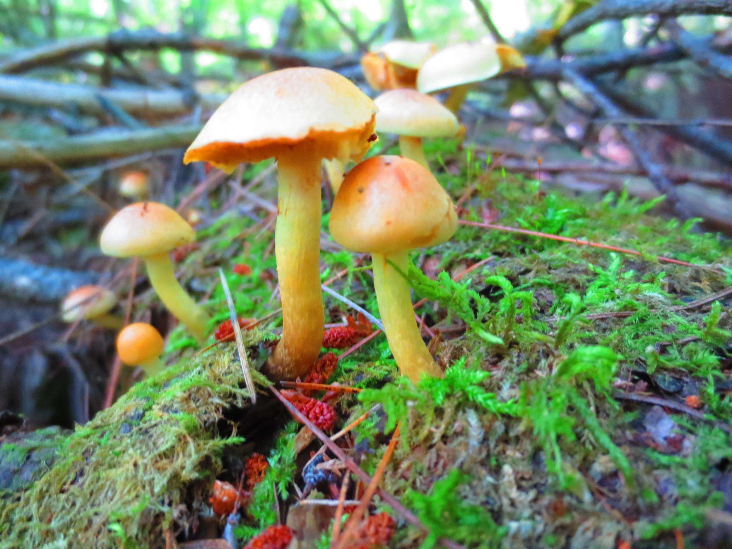 BWCA Mushrooms