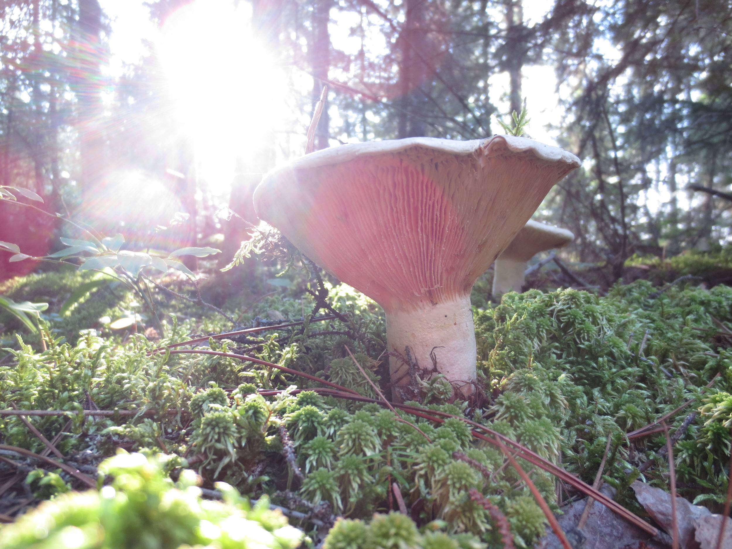 BWCA Mushroom