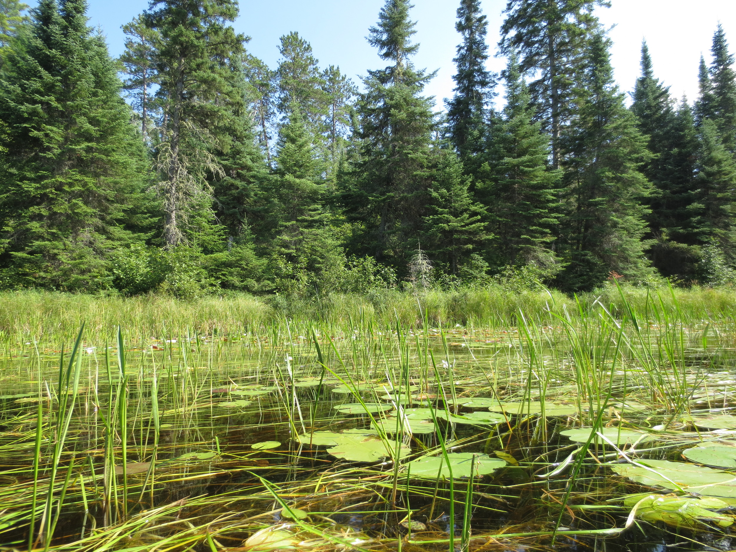 BWCA Marsh