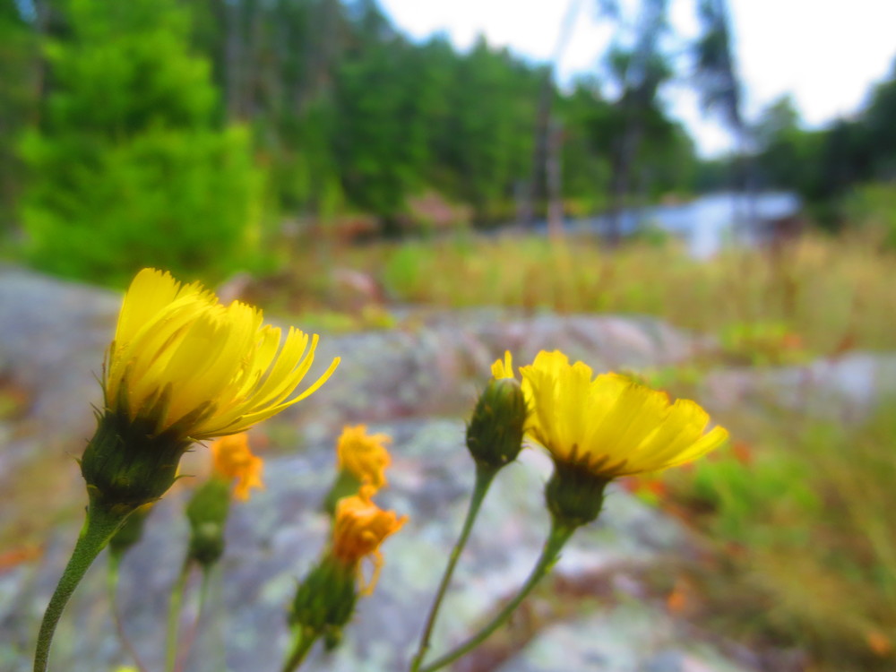 BWCA Flowers