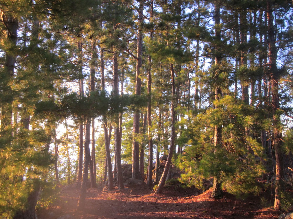 BWCA Forest