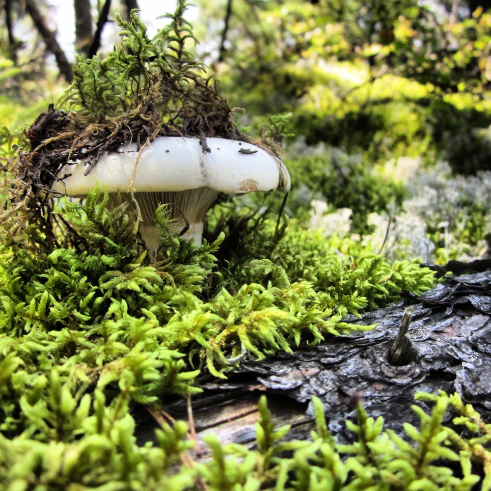 BWCA Mushroom