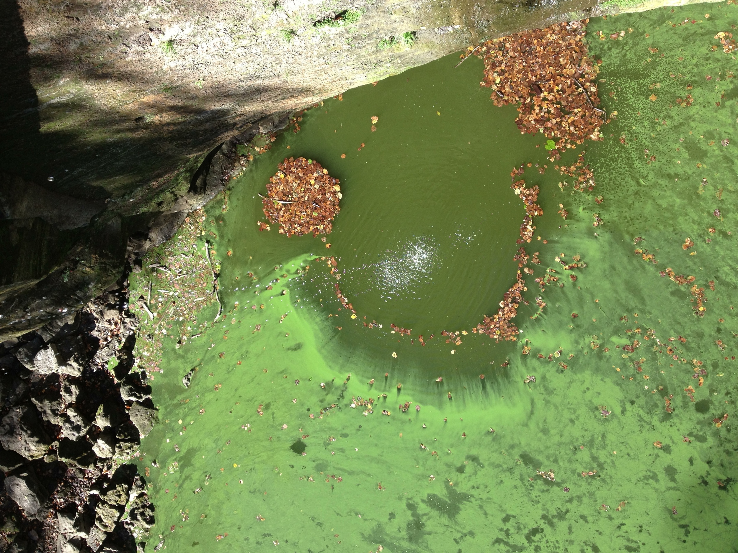  Green algae has taken over Minneopa State Park!&nbsp; 