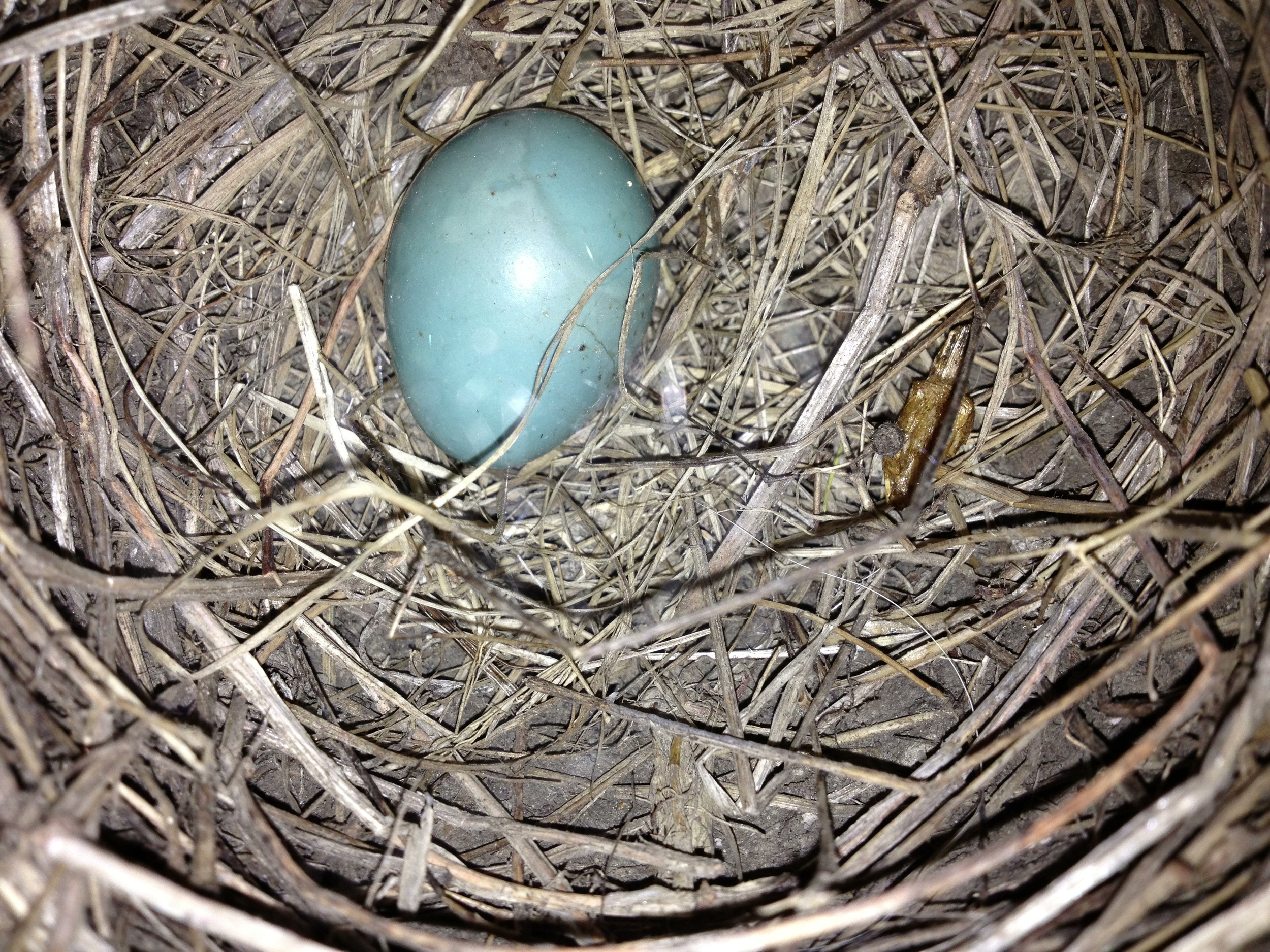 Robin's Egg