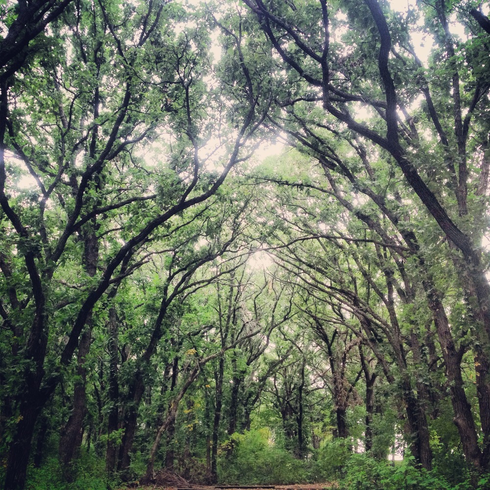 Canopy of Oaks at Kilen Woods State Park 