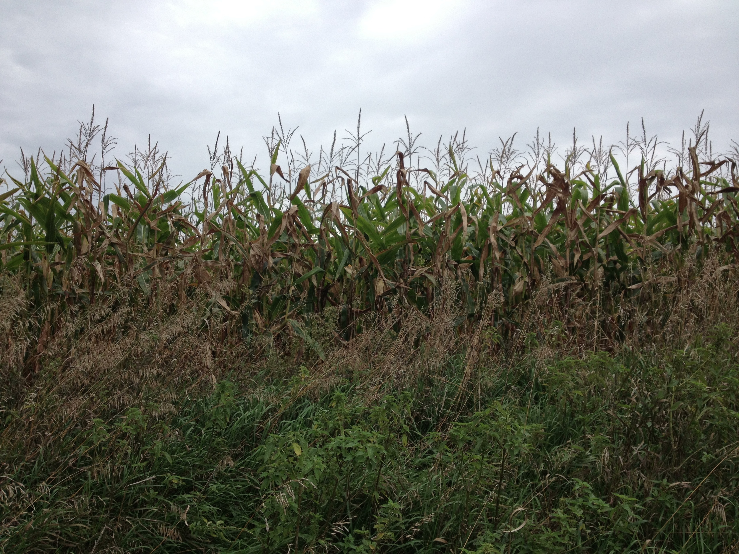 Corn at Kilen Woods State Park