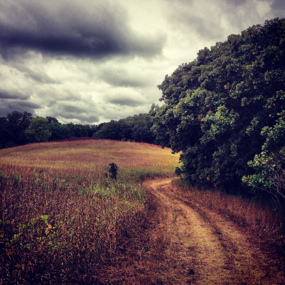 Oak Savanna at Camden State Park 