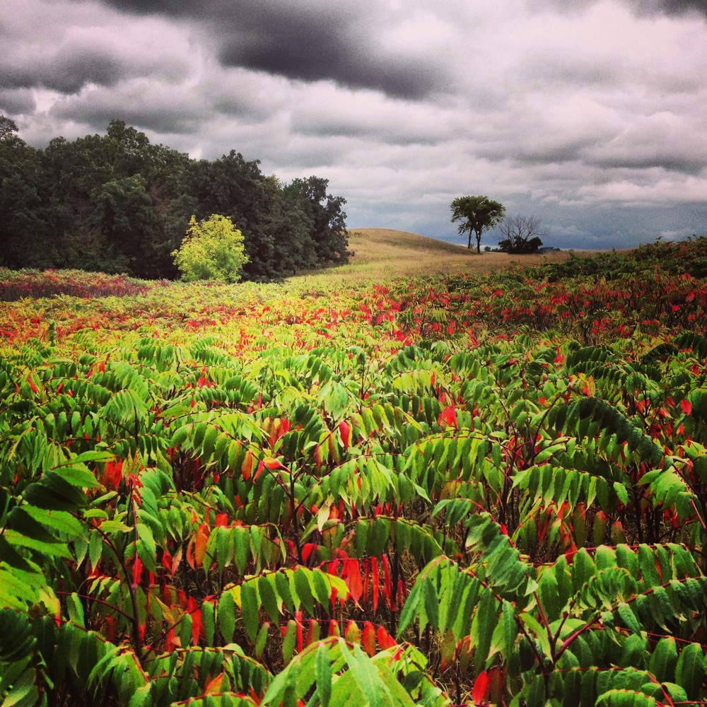 Fall colors - Sumac at Camden State Park 