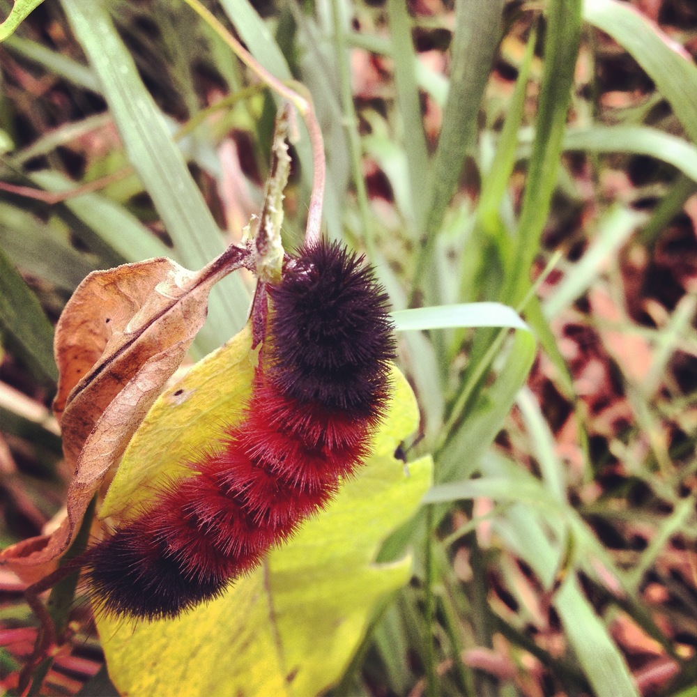 Caterpillar at Camden State Park 