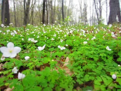 Spring in Whitewater State Park brings carpets of wildflowers - and mushrooms. 