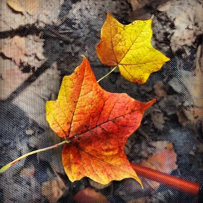 Fall Colors at Whitewater State Park in Southern Minnesota 