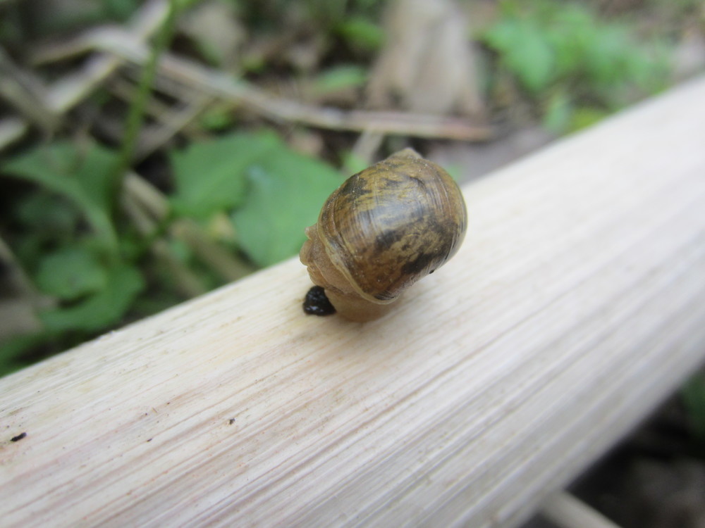 Snail at Whitewater State Park