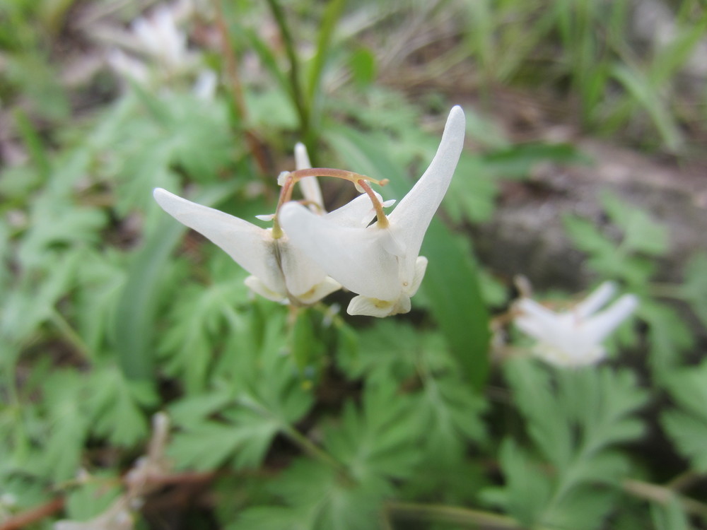 Dutchman's Breeches at Whitewater State Park