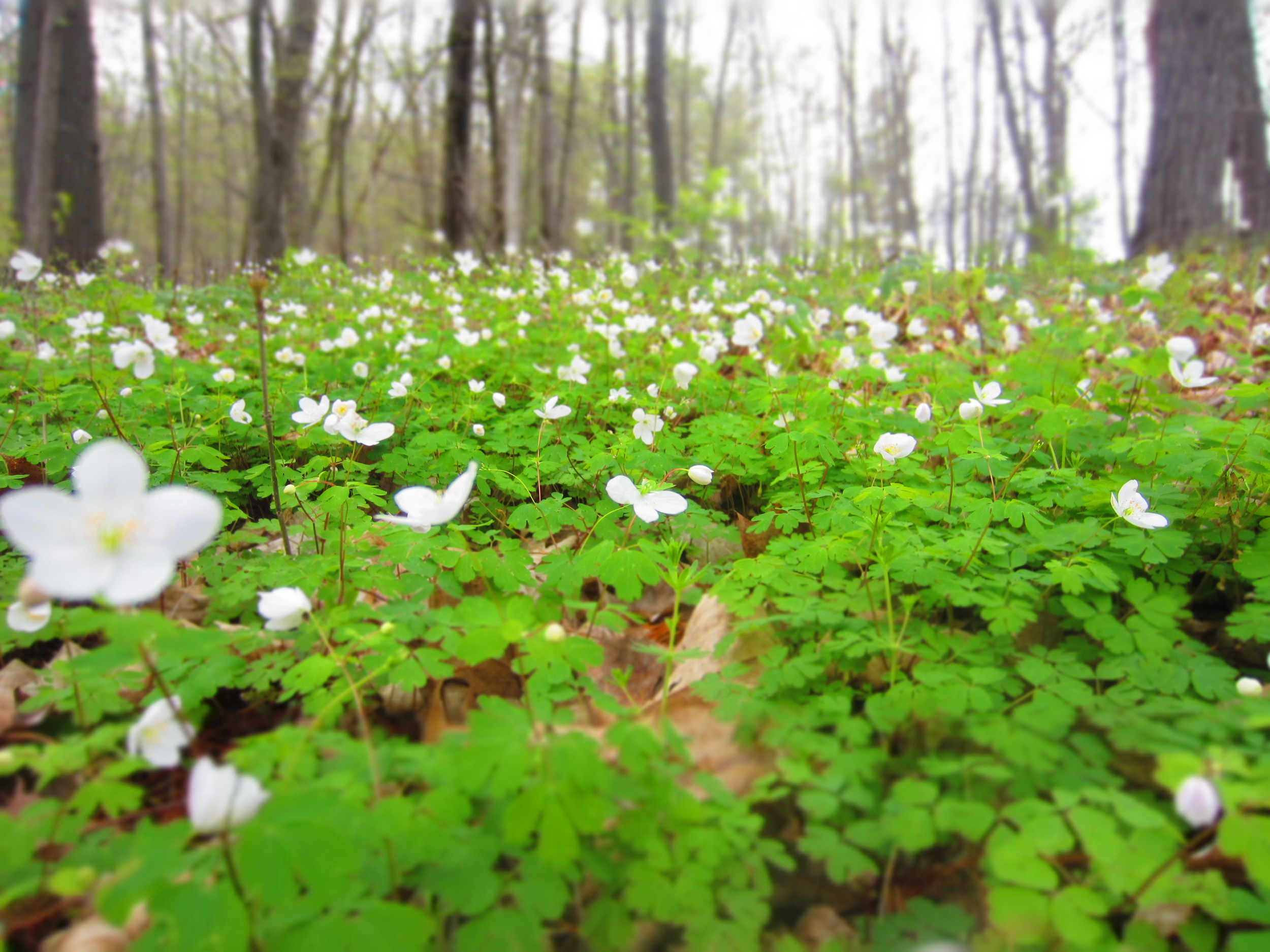 Wildflowers at Whitewater State Park