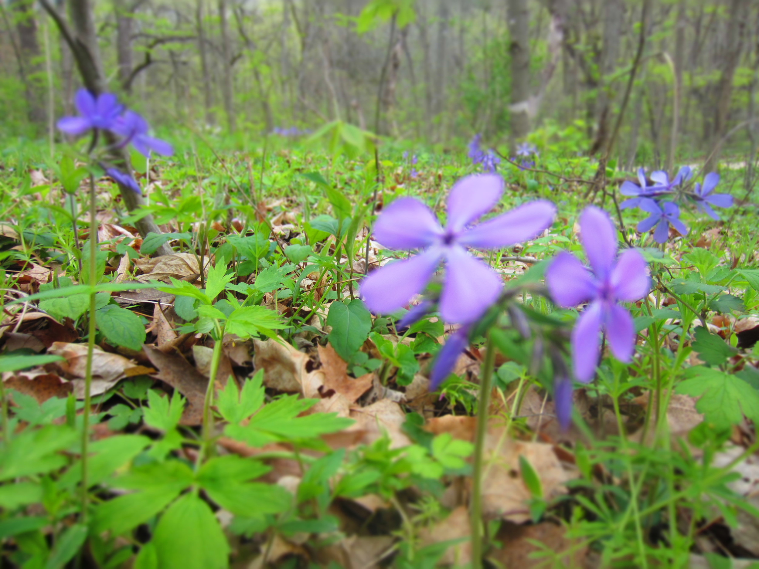 Wildflowers at Whitewater State Park 
