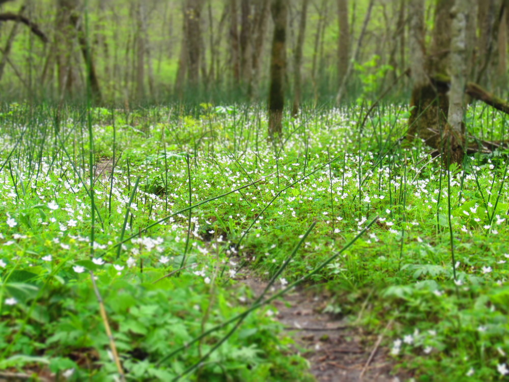 Spring Wildflowers at Whitewater State Park