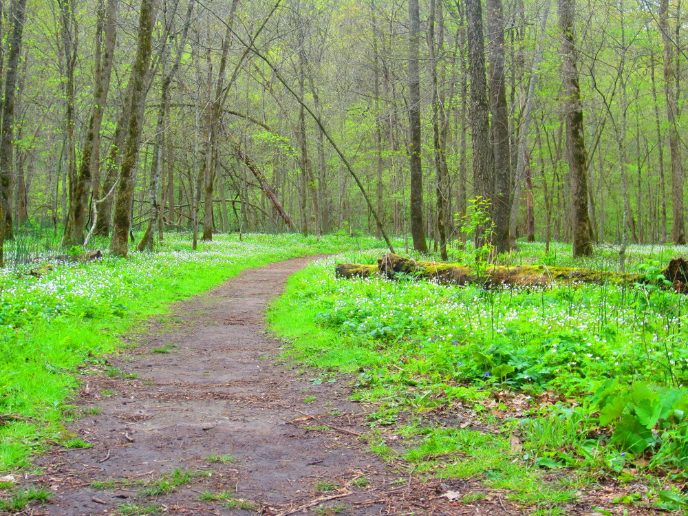 Wildflower trail at Whitewater State Park 