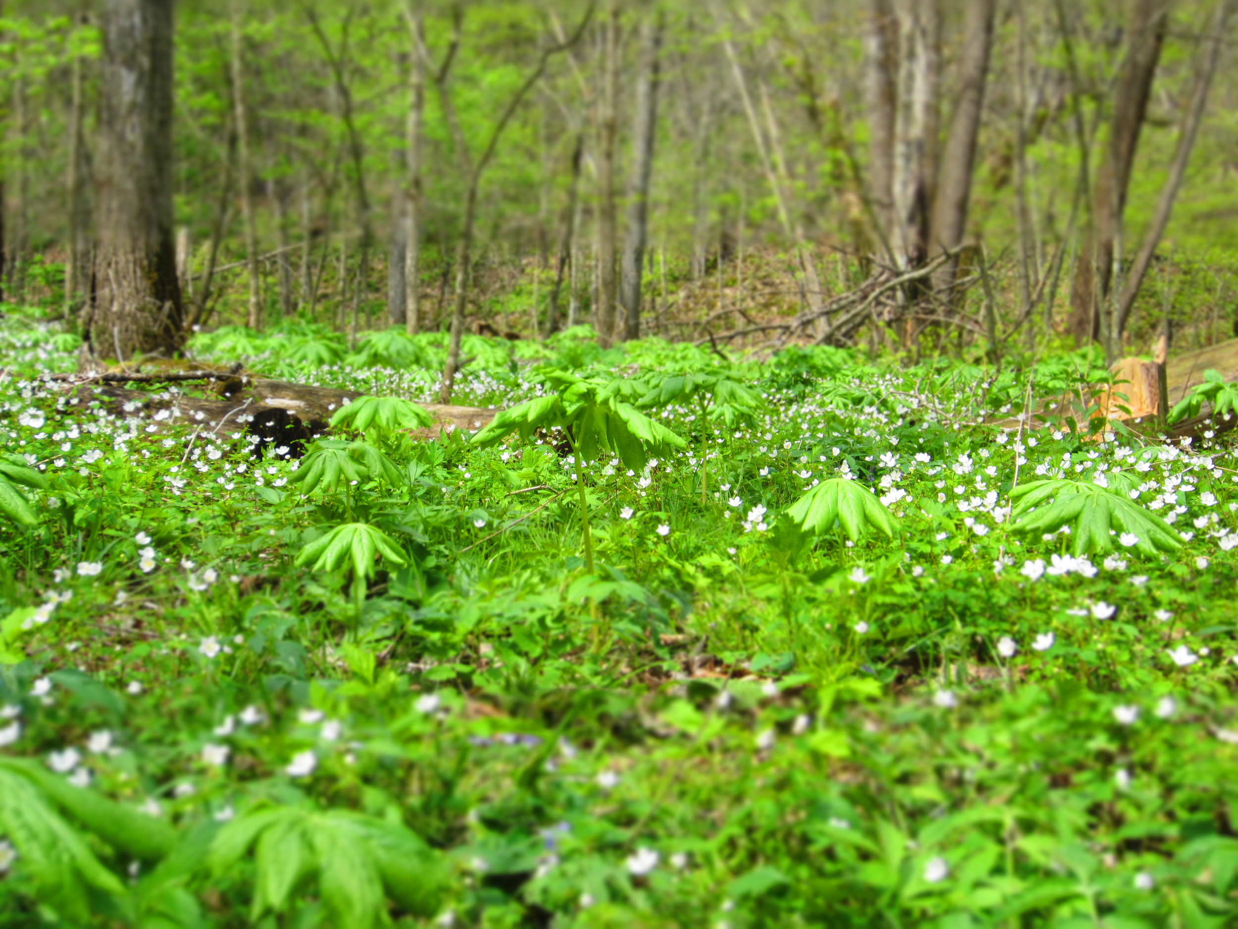 Wildflowers at Whitewater State Park 