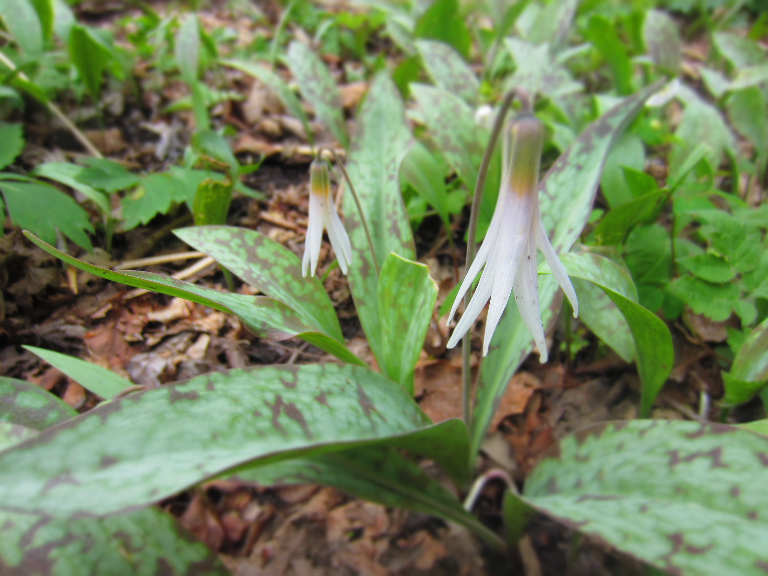 Trout Lily at Whitewater State Park