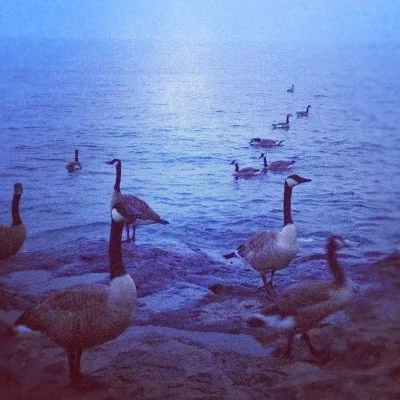 Canada Geese swimming in Lake Superior at Temperance River State Park 