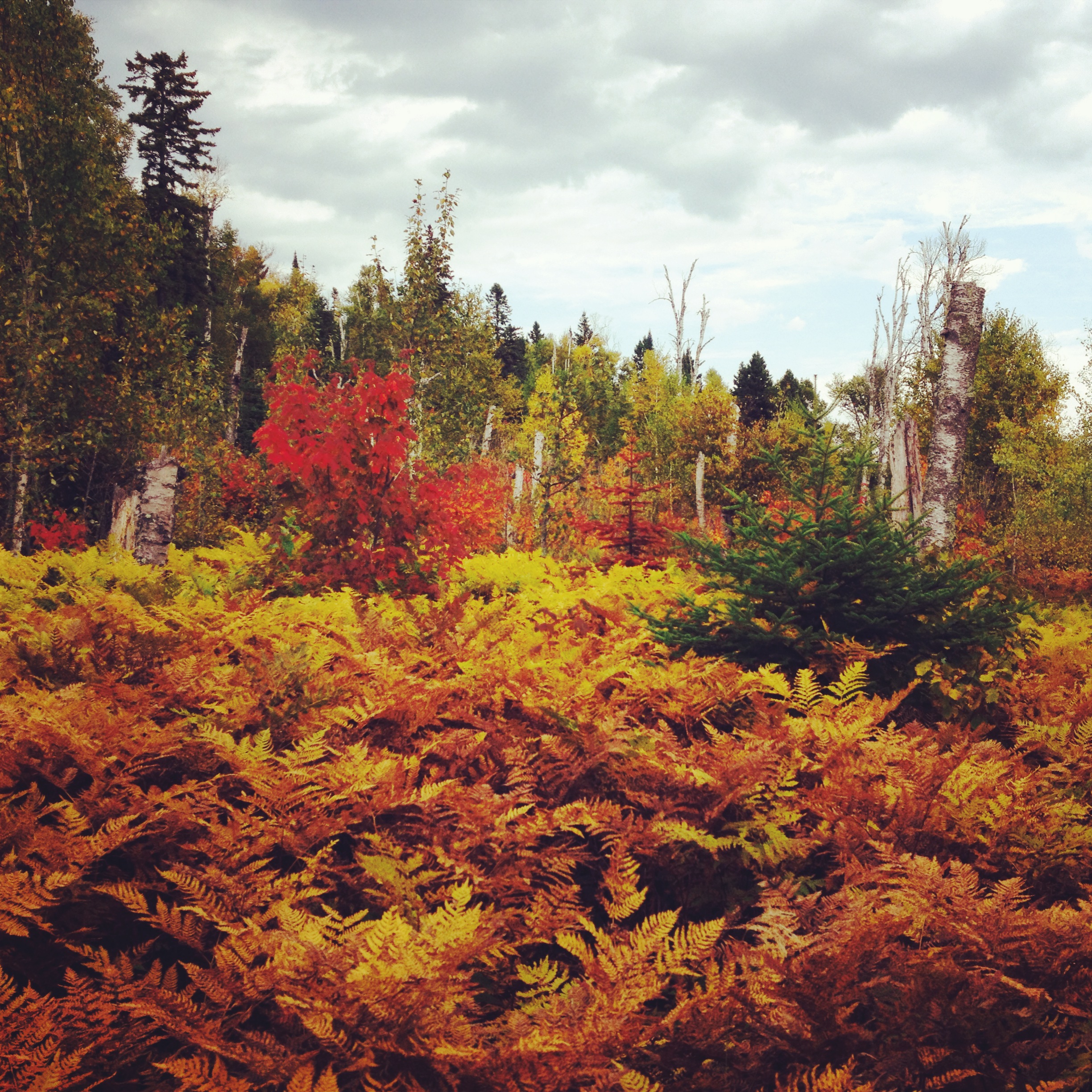 Dead Ferns 